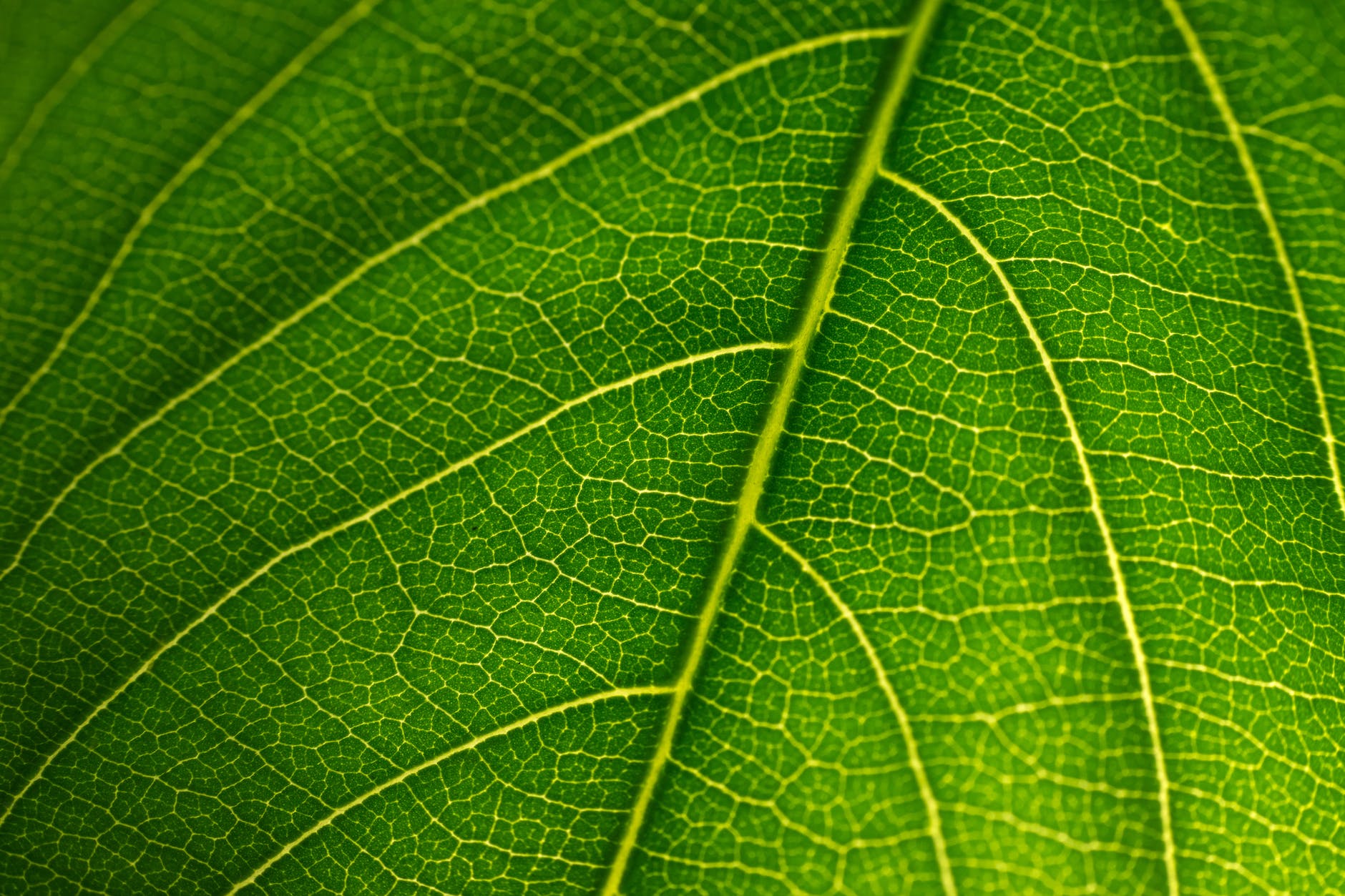 detailed macro shot of green leaves background texture and structure of leaf fiber